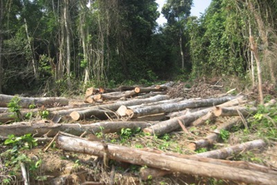 Kiểm tra, xử lý nghiêm hành vi phá hoại rừng tự nhiên