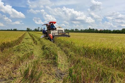 Hậu Giang: Khó khăn trong thu hoạch, thu mua lúa