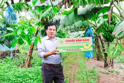 Những triệu phú trồng chuối ven sông Hồng tại Hà Nội
