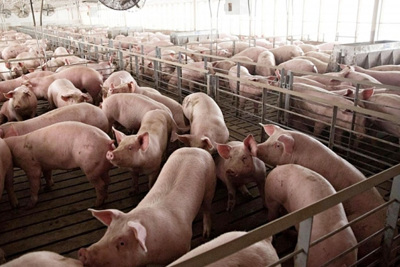 Giá lợn hơi hôm nay 29/5/2021: Tiếp tục tăng 1.000 - 2.000 đồng/kg