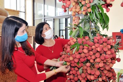 Có “giấy thông hành” vào các thị trường lớn, vải thiều Bắc Giang đã tiêu thụ được hơn 53.000 tấn