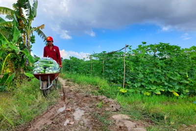 Hậu Giang phát động thu mua nông sản hỗ trợ nông dân