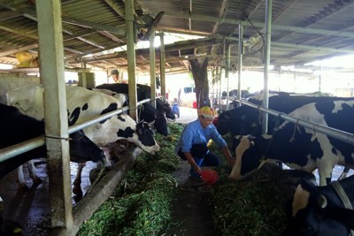 Làm giàu từ chăn nuôi bò sữa