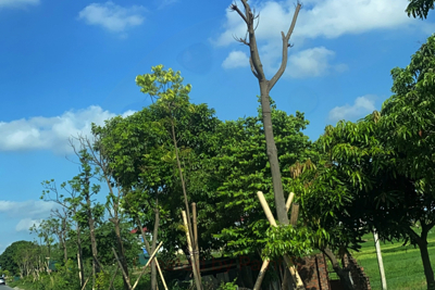 Hải Dương: Nguyên nhân khiến nhiều cây xanh trên đường Trường Chinh bị chết khô