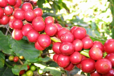 Giá cà phê hôm nay 30/5: Tăng cao nhất tại Lâm Đồng, Robusta thêm trên 100 USD/tấn trong vòng 1 tuần