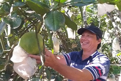 Quảng Ngãi: Cây bưởi da xanh cho "quả ngọt" ở Nghĩa Hành
