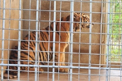 Nghệ An: Khởi tố vụ nuôi nhốt 17 cá thể hổ