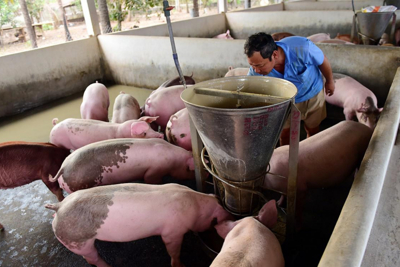 Giá lợn hơi ngày 18/7/2021: Người chăn nuôi chịu thua lỗ "kép"