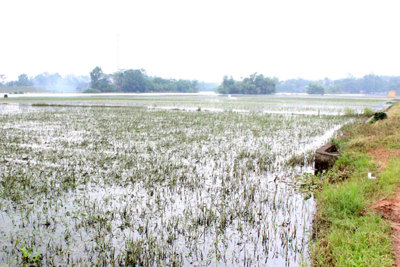 Huyện Phúc Thọ có hơn 240ha cây trồng bị chết do ngập úng