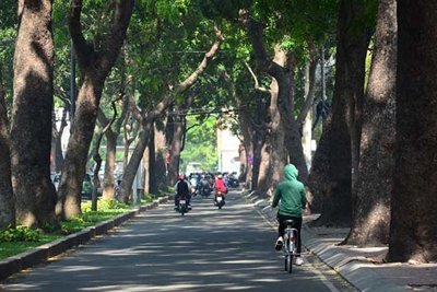 TP Hồ Chí Minh: Chặt hạ, di dời hơn 200 cây xanh để làm cầu