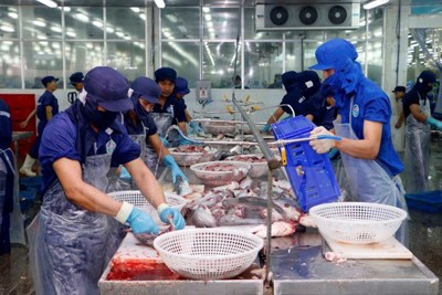 Doanh nghiệp xuất khẩu cá tra Việt Nam vẫn cần nhiều chiến lược