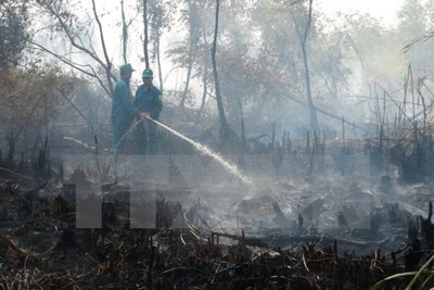 Thái Nguyên: Khoảng 13ha rừng thuộc Vườn Quốc gia Tam Đảo bị cháy