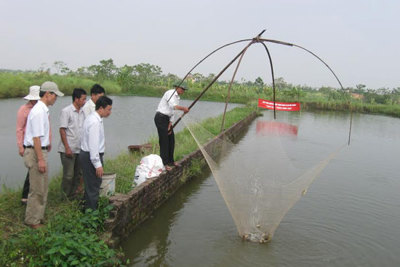 Sau thịt lợn, đến lượt thủy sản tiêu thụ khó khăn