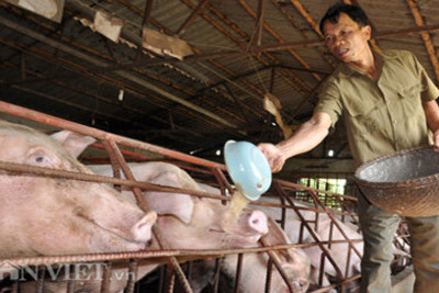 Dự báo giá thịt lợn hơi sẽ tăng trong những ngày tới