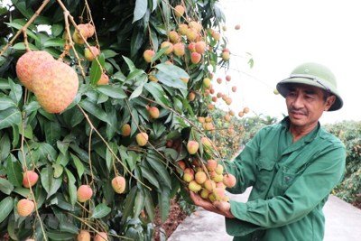 Trái cây Việt tìm đường xuất khẩu sang Trung Quốc