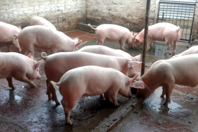 Giá lợn hơi ngày 22/7/2021: Miền Bắc tăng 1.000 - 2.000 đồng/kg