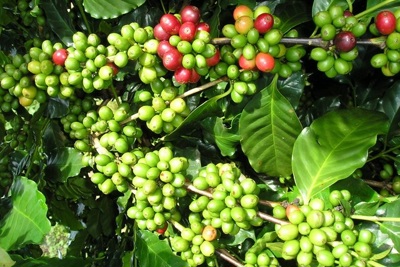 Giá cà phê hôm nay 27/7: Đồng loạt tăng cao, trong nước vượt 38.000 đồng/kg
