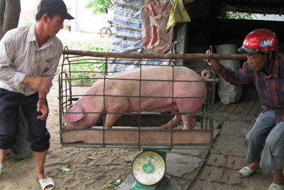 Giá lợn hơi ngày 26/7/2021: Lợn hơi chạm đáy, thịt thành phẩm xuống “nhỏ giọt”