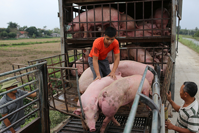 Giá lợn hơi ngày 12/7/2021: 2 miền Bắc - Trung giảm mạnh