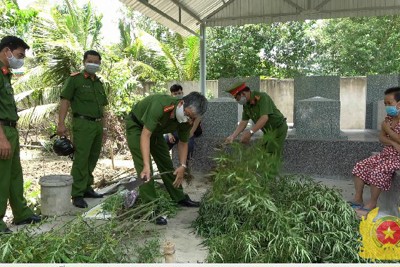 Tiền Giang: Một hộ dân trồng 115 cây cần sa trong vườn để sử dụng