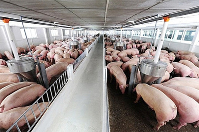 Giá lợn hơi hôm nay 20/5/2021: Cả 3 miền giảm 1.000 - 3.000 đồng/kg