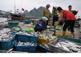 Thủ tướng yêu cầu công bố chất lượng hải sản tầng đáy trong vòng nửa tháng