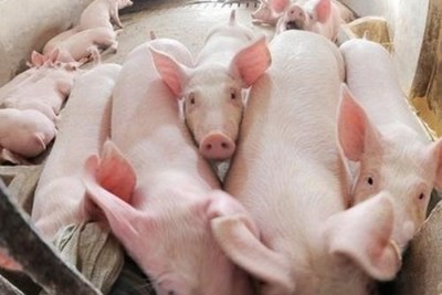 Giá lợn hơi ngày 25/7/2021: Người nuôi đang lỗ từ 7.000 - 8.000 đồng/kg?
