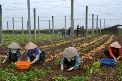 Tận dụng 2.500 tấn rơm dư thừa để trồng khoai tây vụ Đông