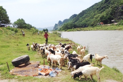 Thoát nghèo nhờ nuôi dê sinh sản