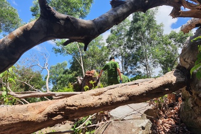 Kiên Giang: Đất rừng Phú Quốc vẫn bị tấn công