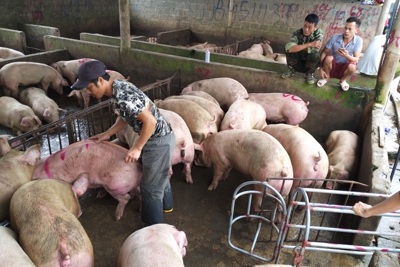 Giá lợn hơi ngày 23/7/2021: Hỗ trợ người chăn nuôi tiêu thụ hơn 8.900 con lợn/ngày