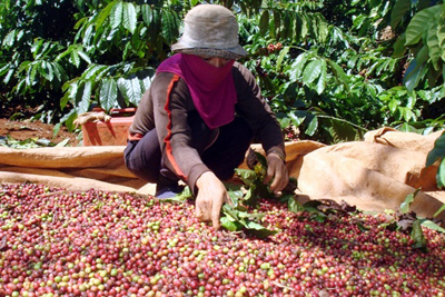 Giá nông sản hôm nay 24/4/2021: Cà phê tăng nhẹ, tiêu tiếp tục giảm 2.000 đồng/kg