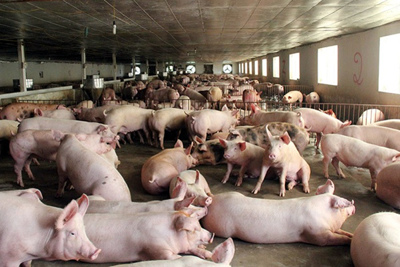 Giá lợn hơi hôm nay 24/4/2021: Cả 3 miền tiếp tục giảm 1.000 - 2.000 đồng/kg