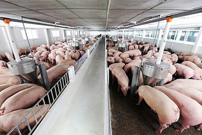 Giá lợn hơi hôm nay 17/5/2021: Miền Trung - Tây Nguyên tiếp tục tăng