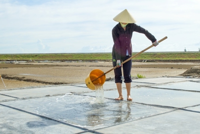 Vẻ đẹp lao động trên đồng muối Tĩnh Gia