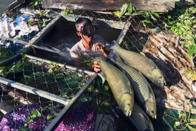 Hàng nghìn con cá nuôi lồng chết trên sông ở Huế