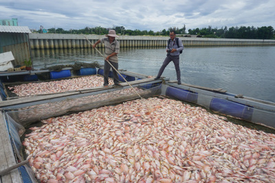 Đà Nẵng: Hàng chục tấn cá bỗng chết chưa rõ nguyên nhân