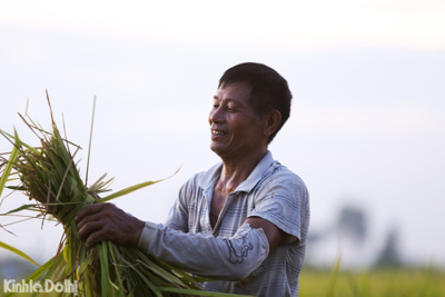 [Ảnh] Hà Nội: Người dân vùng ngoại thành tất bật thu hoạch lúa dưới cái nắng gần 40 độ C