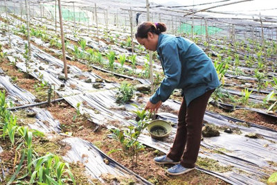 Trồng cây dược liệu - hướng làm giàu mới của nông dân Hà Nội