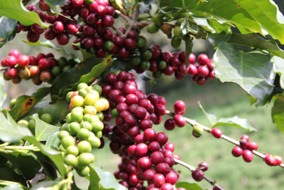 Giá cà phê hôm nay 13/5: Dòng vốn đổ dồn sang các mặt hàng nông sản, trừ cà phê, đâu là nguyên nhân?