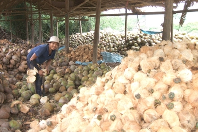 Liên kết tiêu thụ dừa chịu sức ép từ thương lái Trung Quốc
