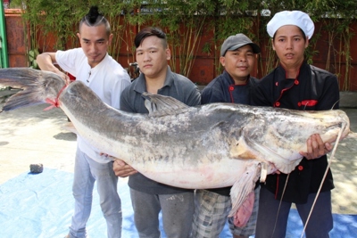 Cá lăng nặng 80kg, dài hơn 2 mét đã về TP Hồ Chí Minh