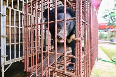 Lo ngại tình trạng nuôi nhốt gấu lấy mật tại Hà Nội