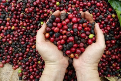 Giá cà phê hôm nay 8/6: Tiếp tục tăng, tín hiệu vui từ xuất khẩu có thể đẩy giá lên 36 triệu/tấn