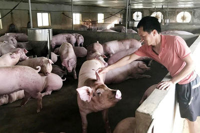 Giá lợn hơi hôm nay 22/5/2021: Dao động từ 64.000 - 69.000 đồng/kg