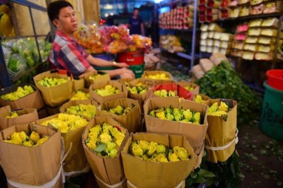 TP Hồ Chí Minh: Đồng ý mở cửa chợ hoa Đầm Sen trong 3 ngày để "cứu" hoa Đà Lạt
