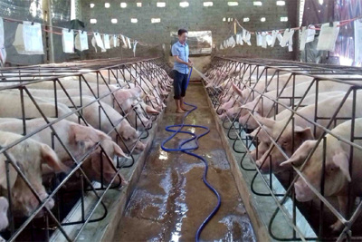 Giá lợn hơi hôm nay 24/6/2021: 2 miền Bắc - Nam biến động 1.000 đồng/kg