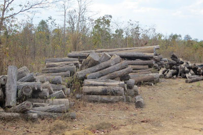 Điều tra, xử lý nghiêm các đối tượng phá rừng