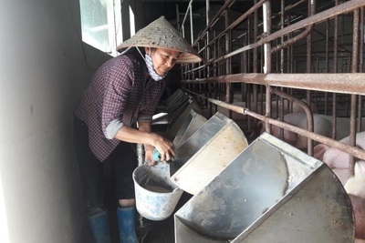 Giải pháp nào cho nguồn cung nguyên liệu thức ăn chăn nuôi tại Việt Nam?