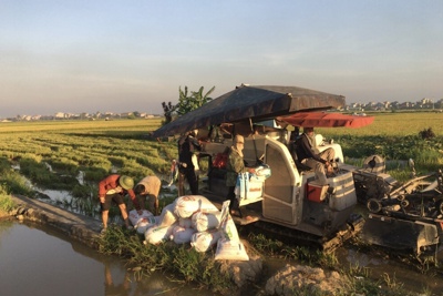 Nông dân Hà Nội thu hoạch lúa dưới cái nắng "như đổ lửa"